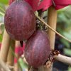 Grossularia uva crispa Hinnomaki Rot - angrešt červený