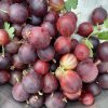 Grossularia uva crispa Kameniar - angrešt červenoplodý