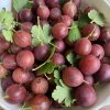 Grossularia uva crispa 'Krasnoslavjanskij' kmínek - angrešt červený