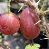 Grossularia uva crispa 'MARTLET' - angrešt červený