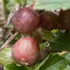 Grossularia uva crispa Salut kmínek - angrešt červenýá