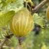 Grossularia uva crispa Zlatka - angrešt žlutý