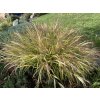 Hakonechloa macranta 'Aureola' - rákosovka