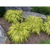 Hakonechloa macranta 'Aureola' - rákosovka