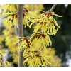 Hamamelis intermedia 'Arnold Promise' - vilín prostřední