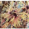 Hamamelis intermedia 'Aurora' - vilín prostřední