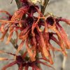 Hamamelis intermedia 'Diana' - vilín