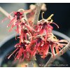 Hamamelis intermedia 'Diana' - vilín