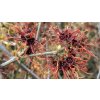 Hamamelis intermedia 'Jelena' - vilín prostřední