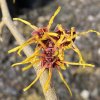 Hamamelis intermedia 'Ripe Corn' - vilín prostřední
