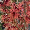 Hamamelis intermedia 'Rubín' - vilín prostřední