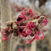 Hamamelis intermedia 'Ruby Glow' - vilín
