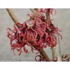 Hamamelis intermedia 'Ruby Glow' - vilín