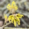 Hamamelis intermedia 'Yamina' - vilín