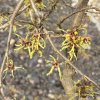 Hamamelis intermedia 'Pendula' - vilín prostřední