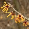 Hamamelis intermedia 'Sandra' - vilín jarní
