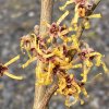 Hamamelis intermedia 'Sandra' - vilín jarní