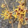 Hamamelis intermedia 'Sandra' - vilín jarní