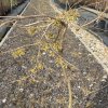 Hamamelis japonica 'Pendula' - vilín japonský