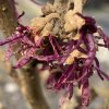 Hamamelis vernalis 'Amethyst' - vilín jarní