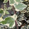 Hedera canariensis “Eda 1“ - břečťan
