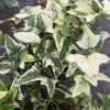 Hedera canariensis “Eda2 “ - břečťan