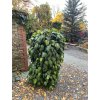 Hedera colchica 'Sulphur Heart' - břečťan kavkazský