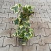 Hedera helix 'Golden Kolibri' - břečťan