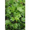 Hedera helix 'Green Ripple' - břečťan