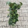 Hedera helix 'Pittsburg' - břečťan
