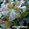 Hedera hibernica - irský břečťan