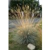 Helictotrichon sempervirens 'Saphirsprudel' - ovsíř