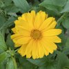 Heliopsis helianthoides var. scabra 'Sommersonne' - janeba drsná