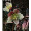 Helleborus hybr. 'HGC Cinnamon Snow' - čemeřice