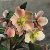 Helleborus hybr. 'HGC Merlin' - čemeřice