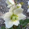Helleborus hybr. 'HGC Snow Dance' - čemeřice