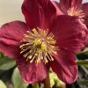 Helleborus hybr. 'HGC Winter Ballet Karli' - čemeřice