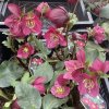 Helleborus hybr. 'HGC Winter Ballet Leona' - čemeřice