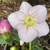 Helleborus hybr. 'HGC Winter Ballet Liara' - čemeřice