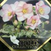 Helleborus hybr. 'HGC Winter Ballet Liara' - čemeřice