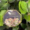 Helleborus hybr. 'Ice N´ Maddy Marble' - čemeřice