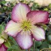 Helleborus hybr. 'Ice N´ Roses Dark Picotee' - čemeřice východní