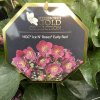 Helleborus hybr. 'Ice N´ Roses Early red' - čemeřice