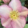 Helleborus hybr. 'Ice N´ Roses Early rose' - čemeřice