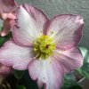 Helleborus hybr. 'Ice N´ Roses Early rose' - čemeřice