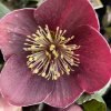 Helleborus hybr. 'Ice N´ Roses Nightingale' - čemeřice