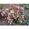 Helleborus hybr. 'Ice N´ Roses Rose' - čemeřice