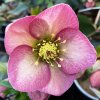 Helleborus hybr. 'Ice N´ Roses Rose' - čemeřice