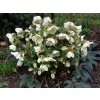 Helleborus hybr. 'Ice N´ Roses White' - čemeřice