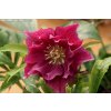 Helleborus hybr. 'SP ELLY' - čemeřice